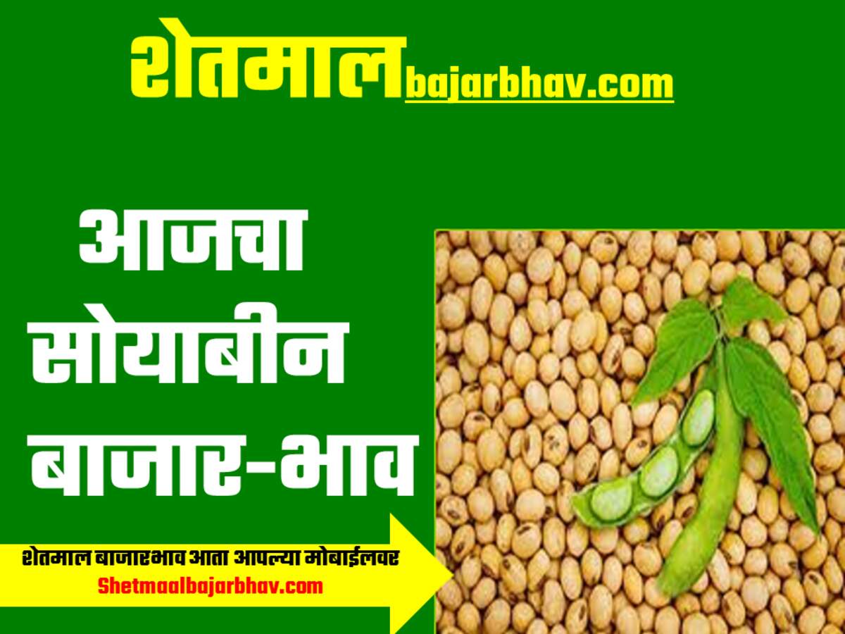 Soyabean bajarbhav Today