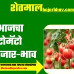 Tomato Bajarbhav Today