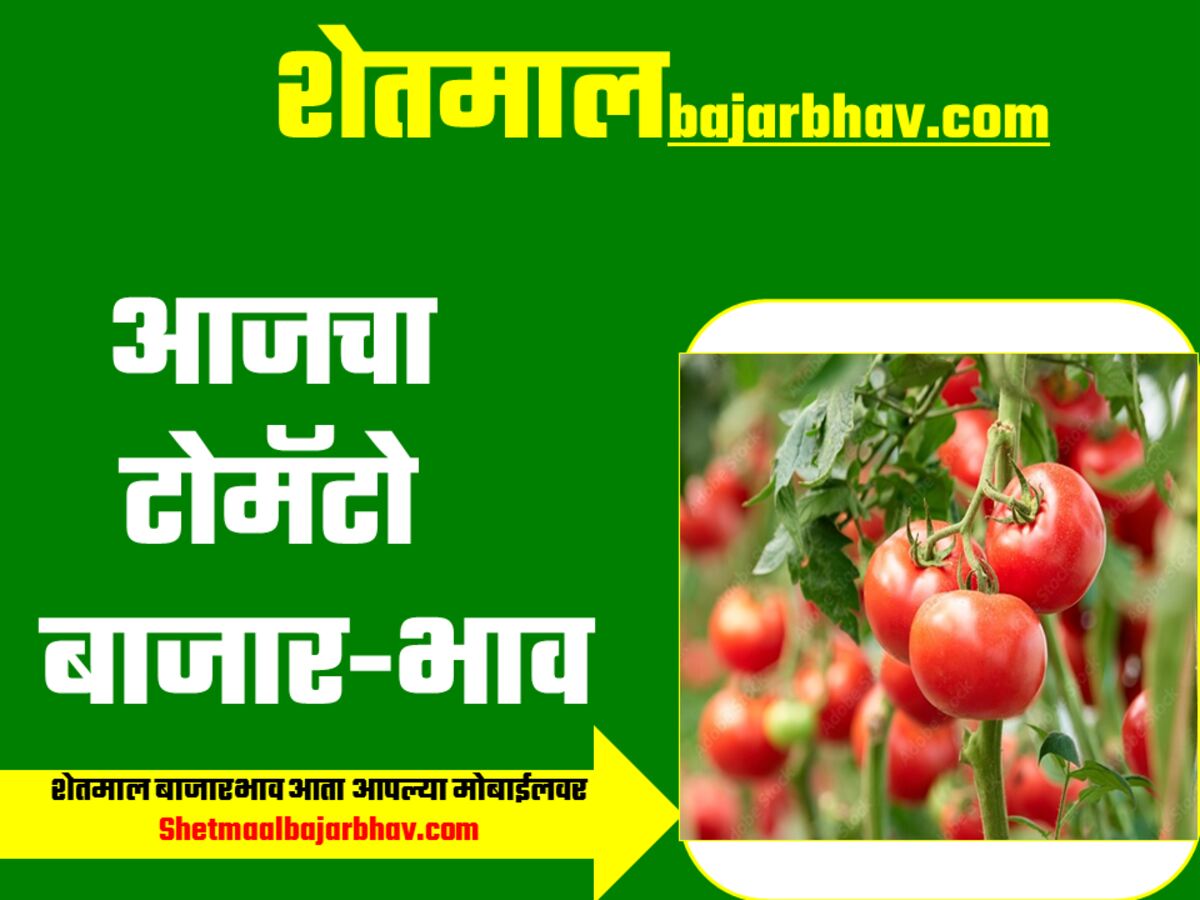 Tomato Bajarbhav Today