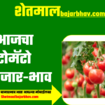 tomato bajar bhav today