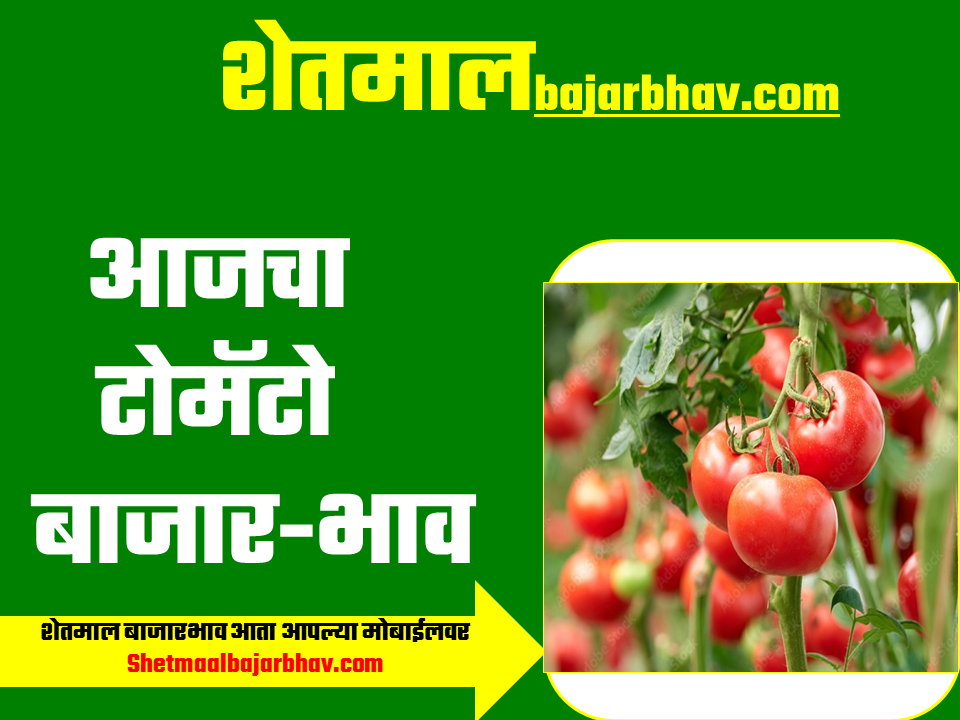 tomato bajar bhav today